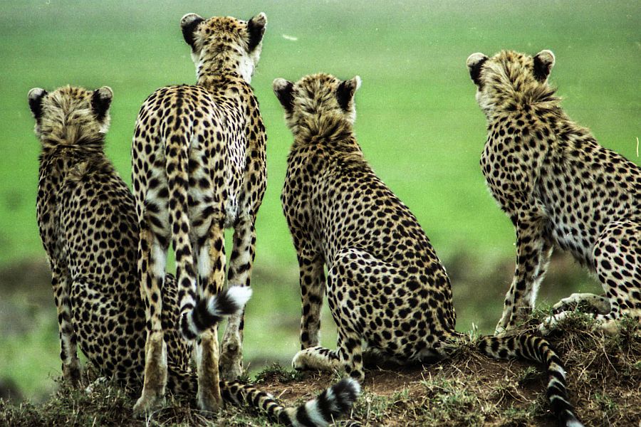 cheetah with three cubs