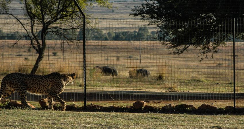 Een cheetah loert vanachter de omheining op een vermeende prooi