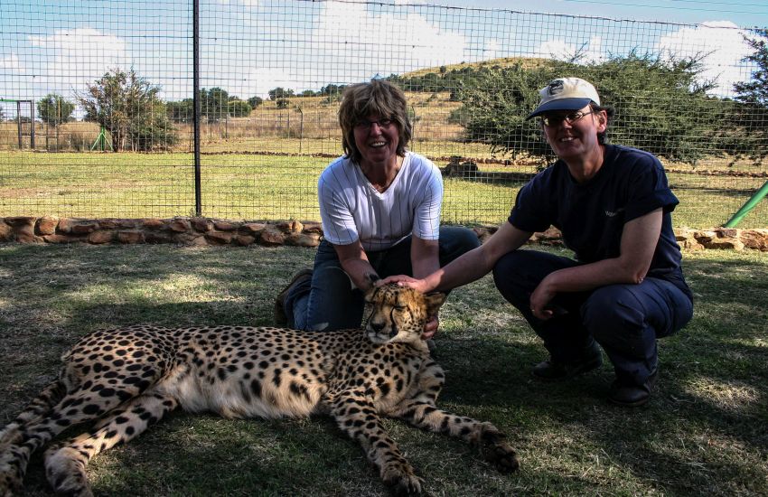 Vrijwilligers maken kennis met een van de 'tamme' cheetahs