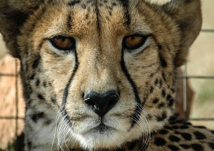 Close-up van een cheetah