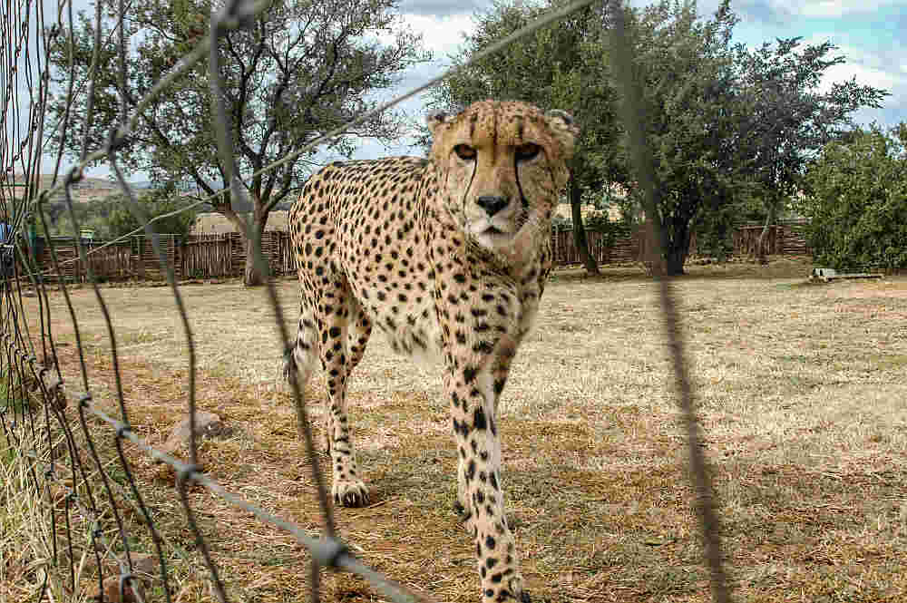 cheetah achter omheining