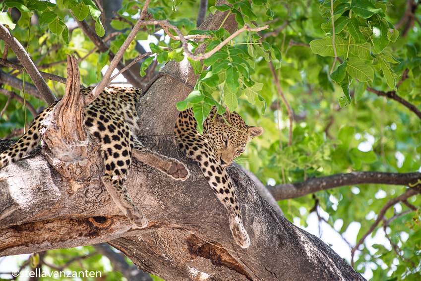 Leopard in the tree in Moremi game reserve