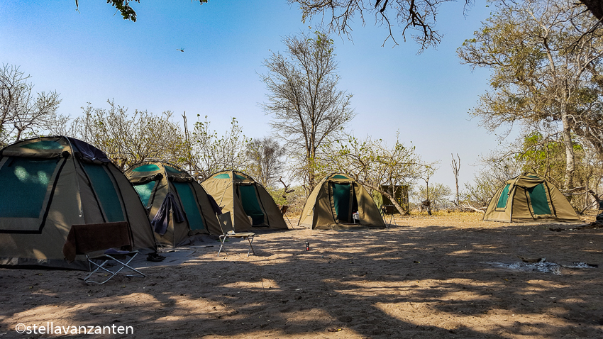 Camp Drifters in Moremi game reserve