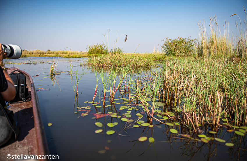 In a mokoro in the Okavango-delta