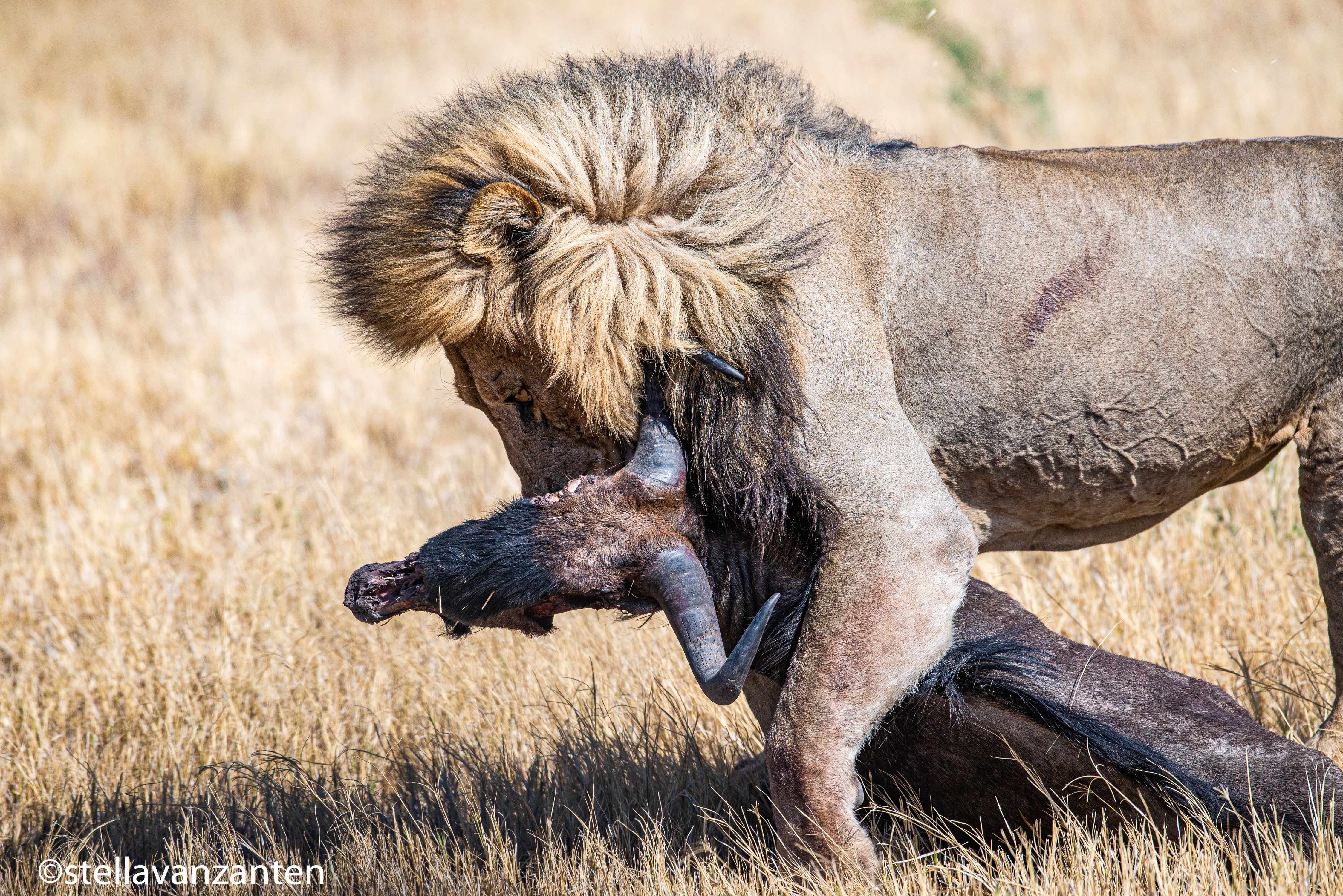 Lion with prey in Savuti game reserve