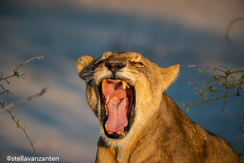 Lioness in the early morning light in Savuti game reserve