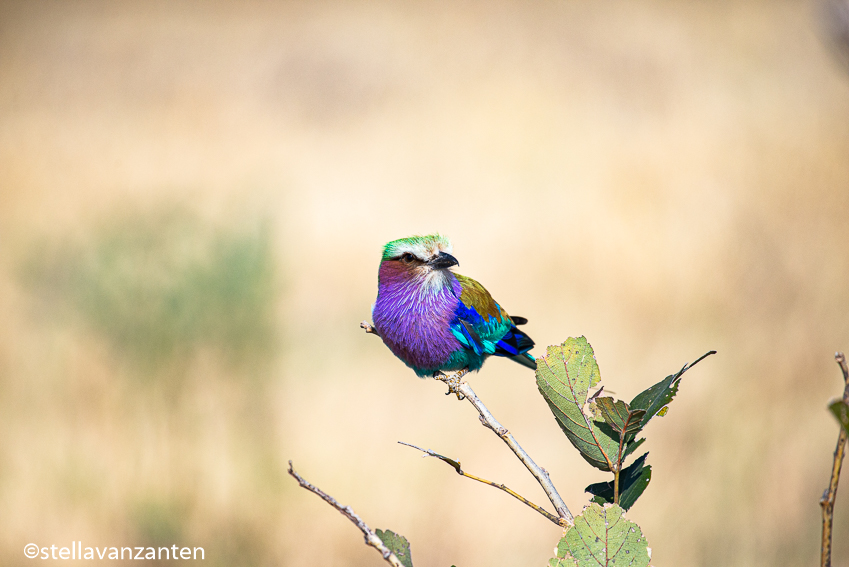 Lilac breasted roller in Savuti game reserve