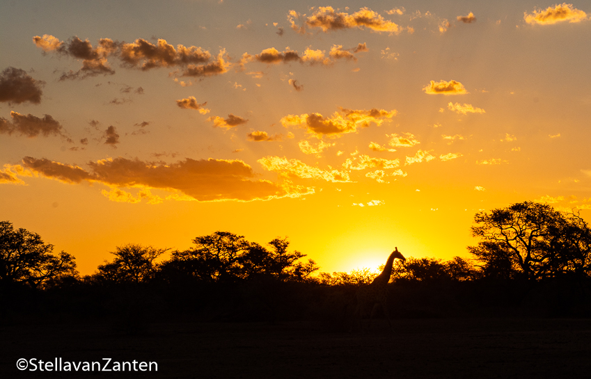 Giraffe walks in the setting sun