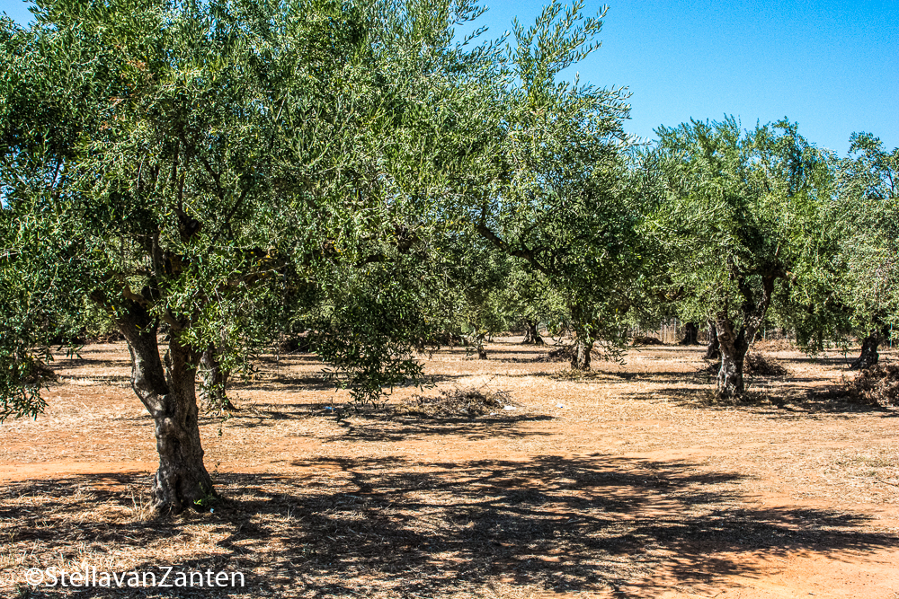Keurig aangeharkte olijfboomgaard