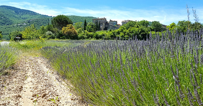 het gehucht Auribeau rijst op achter een lavendelveld