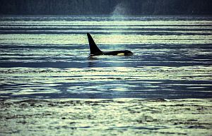 orka