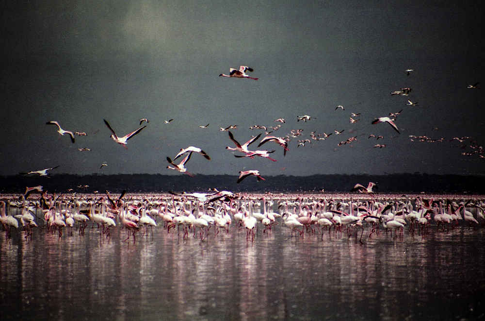 flamingo's bij lake nakuru