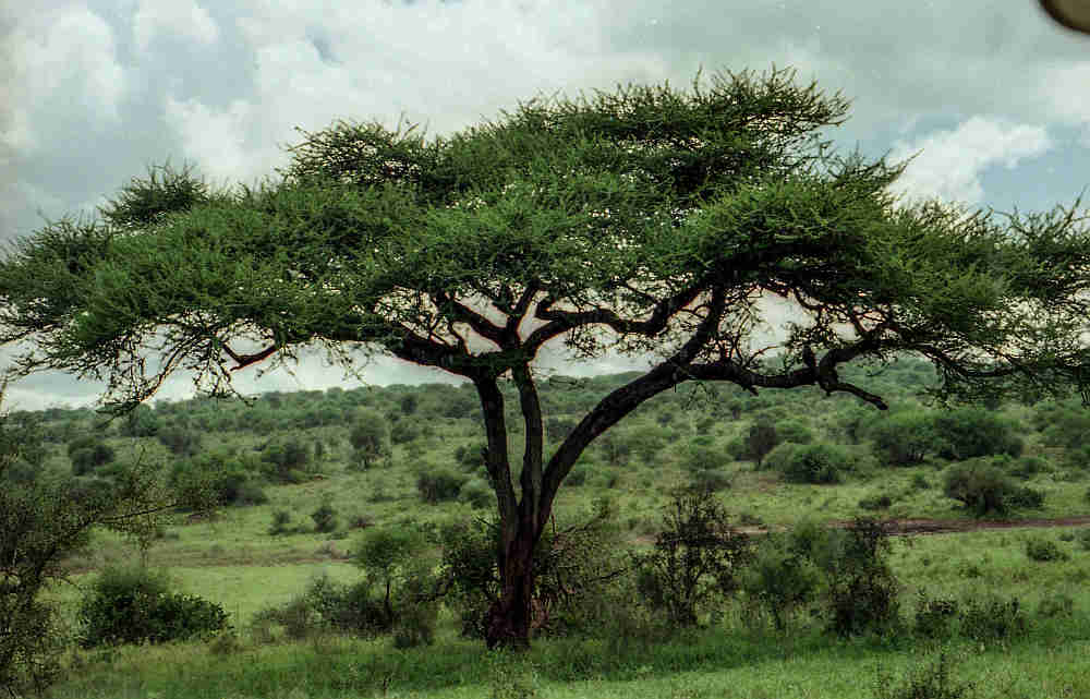 acacia in kenya