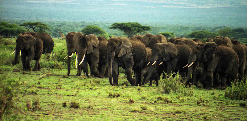 olifanten in Chyulu hills