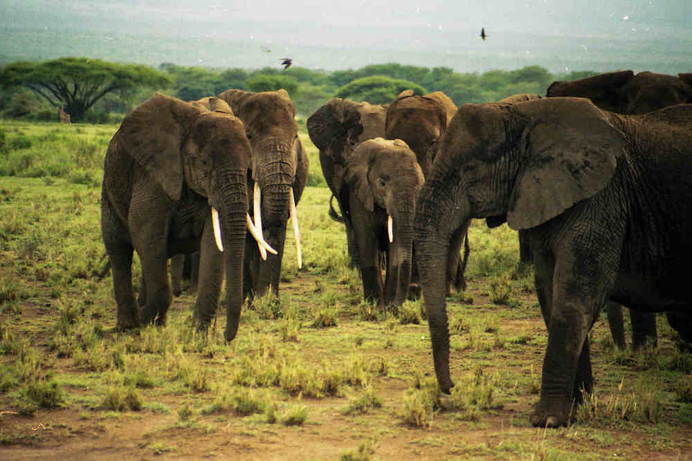 olifanten in kenya