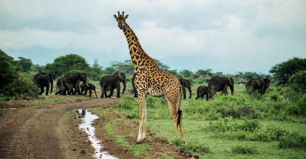 giraffes en olifanten in tsavo-west