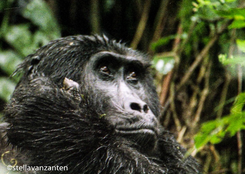 Berggorilla in het tropische regenwoud van Bwindi