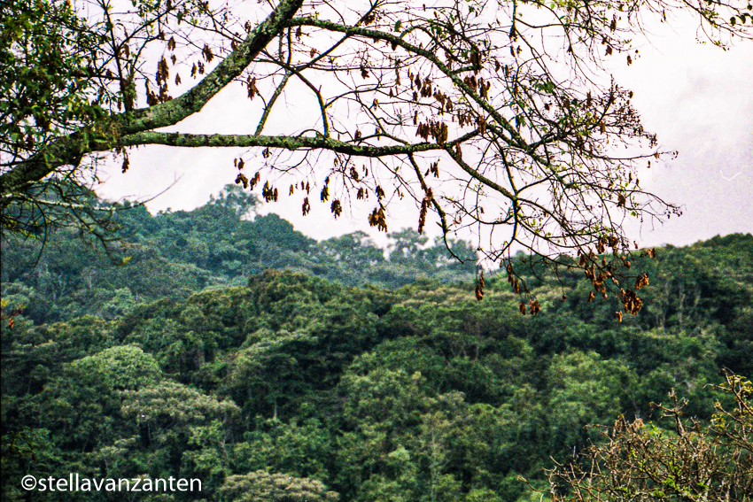 Tropisch regenwoud van Bwindi