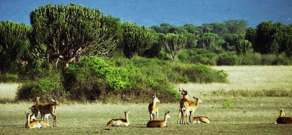impala in oeganda