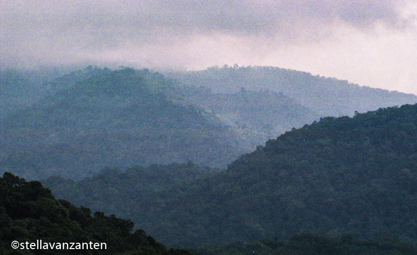 Met tropisch regenwoud bedekte hellingen van Bwindi national park