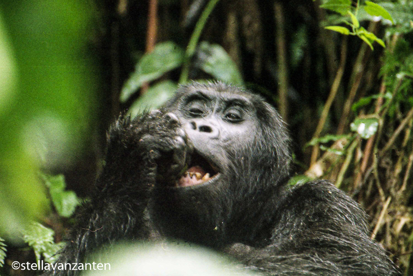 Vrouwelijke berggorilla verorbert een vruchten-maaltijd