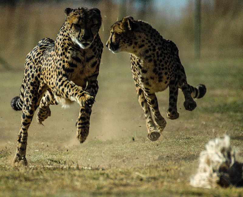 Cheetahs 'are born to run', ditmaal achter een prop aan