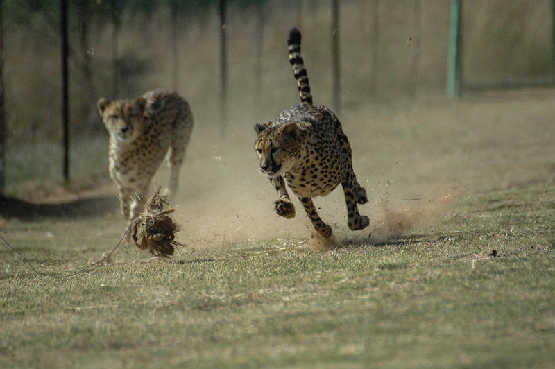 De cheetahs rennen in volle vaart achter de prop aan