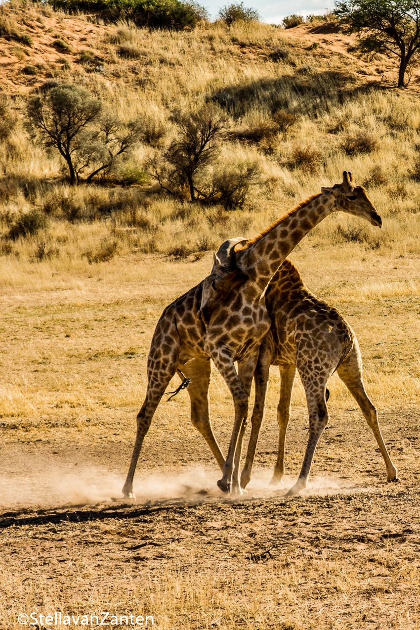 vechtende giraffes