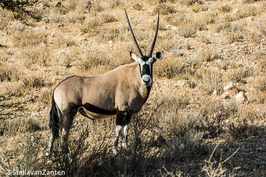 Oryx in Kgalagadi Transfrontier park in Zuid-Afrika