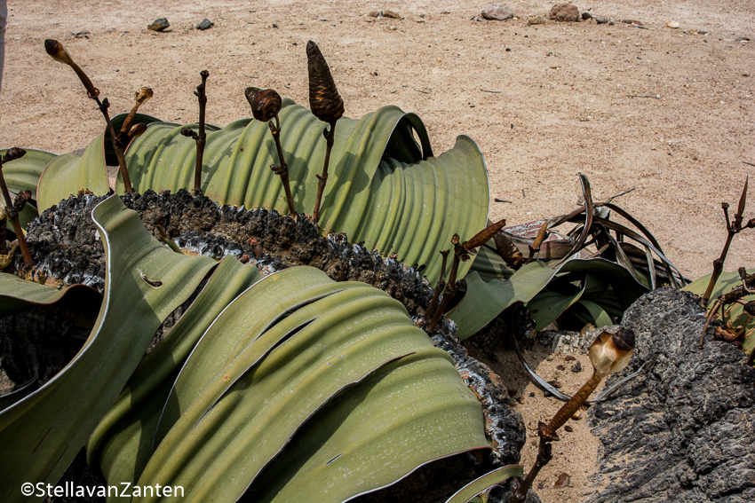 welwitschia-plant