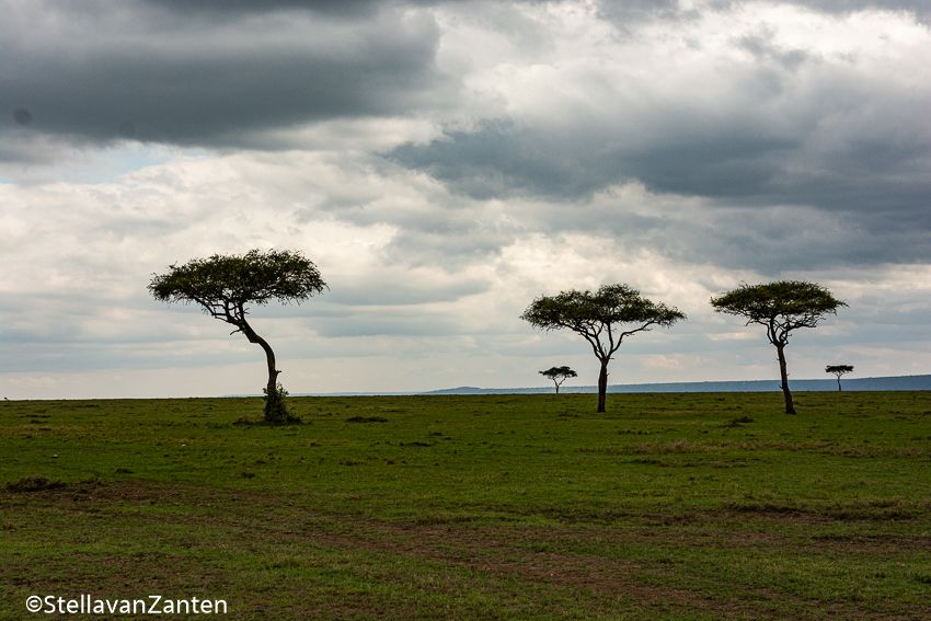 De lege vlaktes van de Masai Mara, slechts onderbroken door wat bomen