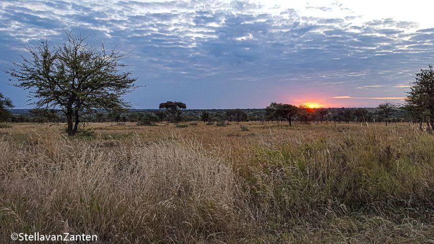 Zonsopkomst in de ruige bush van de Serengeti