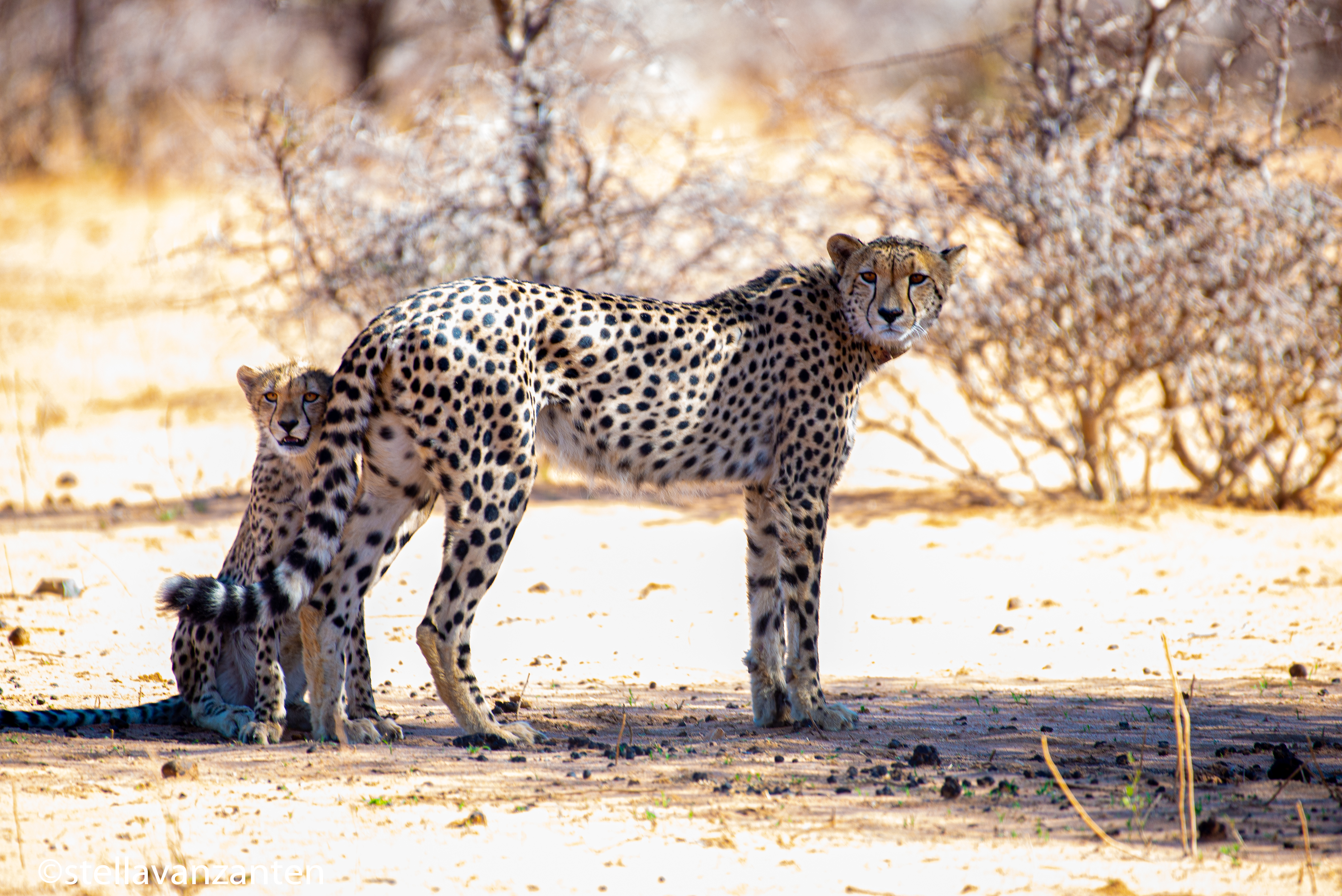 Cheetah mum with eight months old cub