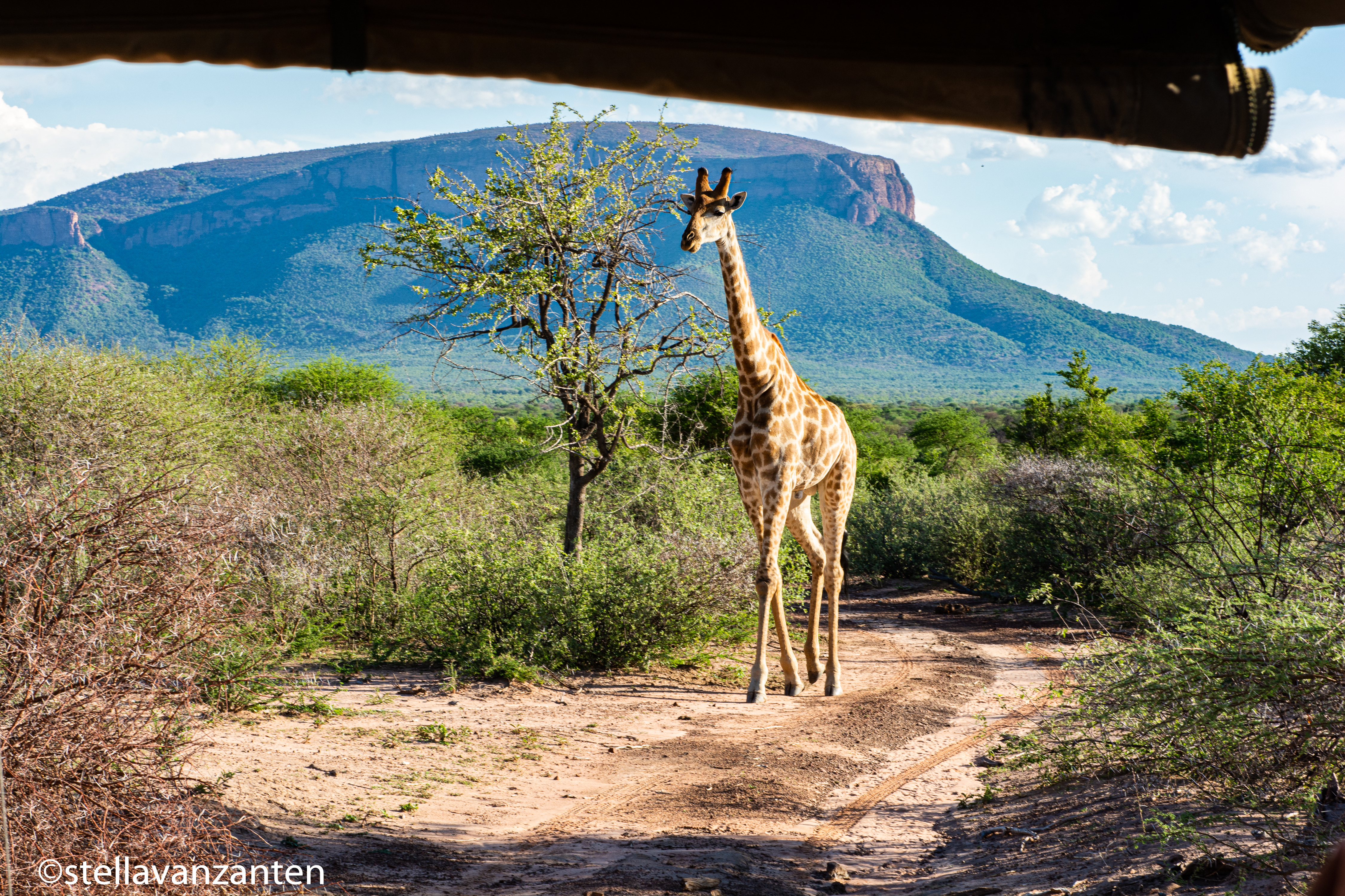 Giraffe standing very still when spotting the jeep