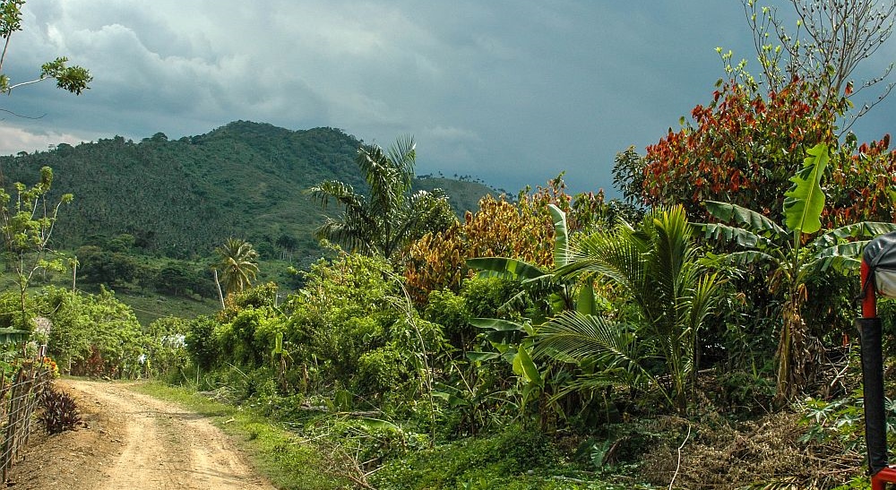 bananenplantage in Dominicaanse Republiek