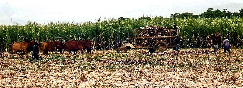 oogst suikerriet dominicaanse republiek