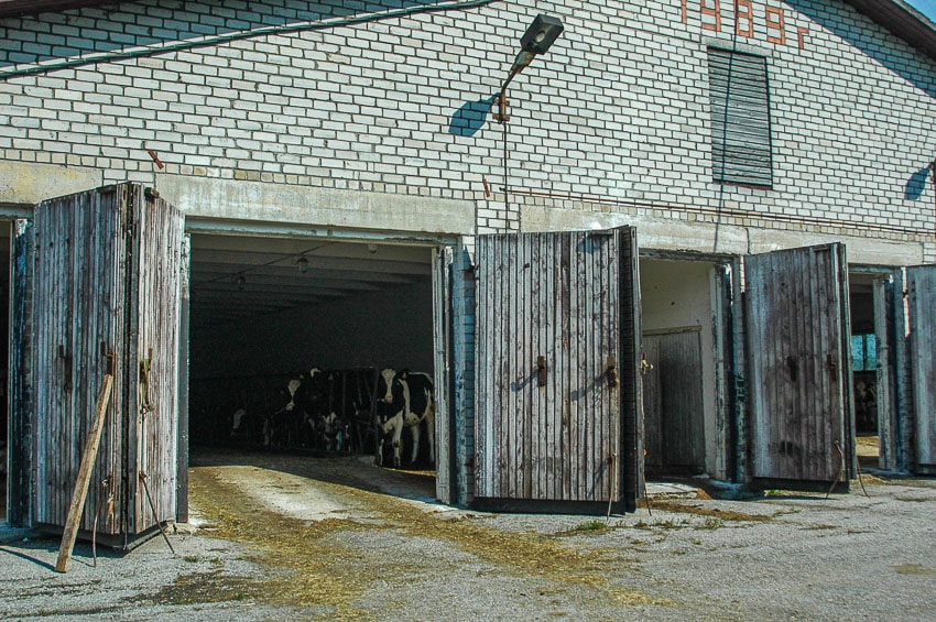 Koeien in een stal van een voormalige sovchoz-boerderij