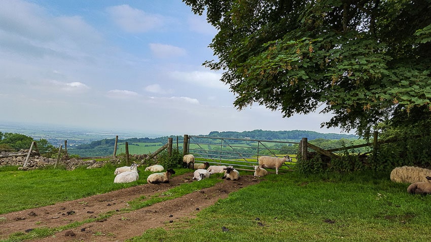 schapen bijeen langs verweerde stapelmuurtjes