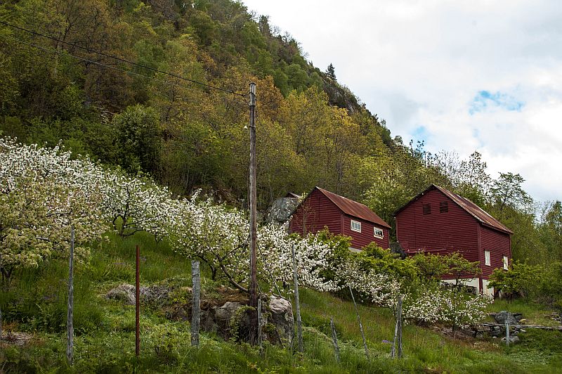 bloesem aan de fruitbomen langs het Sognefjord