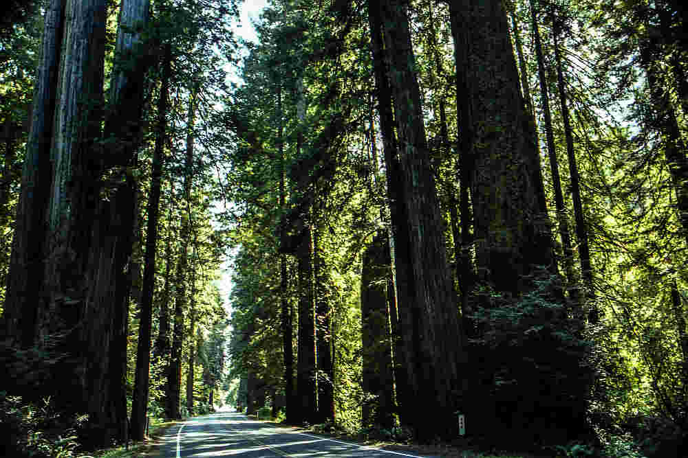 mammoetbomen redwood