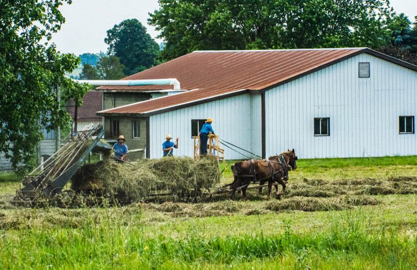 Amish halen het gemaaide gras binnen