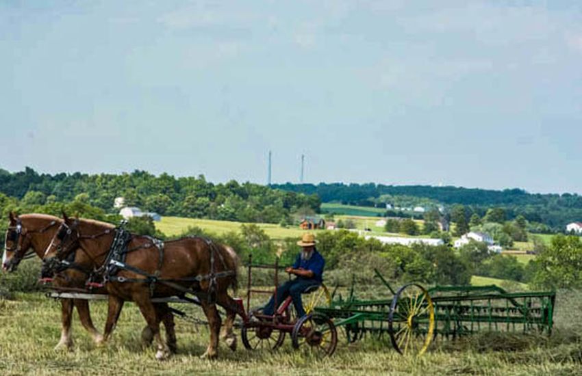 paarden trekken de machine om het gras te keren