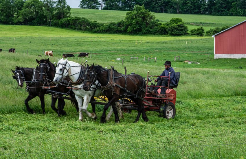 Amish-boer met grasmaaier, voortgetrokken door een vierspan paarden
